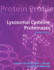 Lysosomal Cysteine Proteinases
