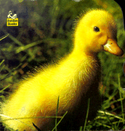 Animal Babies