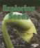 Exploring Seeds