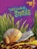 Let's Look at Snails