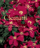 Clematis: Inspiration, Selection, and Practical Guidance