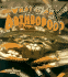 What Is an Arthropod?