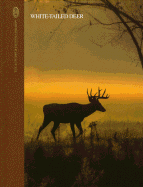 White-Tailed Deer