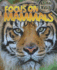 Focus on Mammals