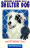Choosing and Caring for a Shelter Dog: A Complete Guide to Help You Rescue and Rehome a Dog