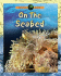 On the Seabed