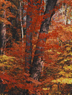 In Wildness is the Preservation of the World
