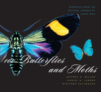 100 Butterflies and Moths: Portraits from the Tropical Forests of Costa Rica - Miller, Jeffrey C, and Janzen, Daniel H, and Hallwachs, Winifred