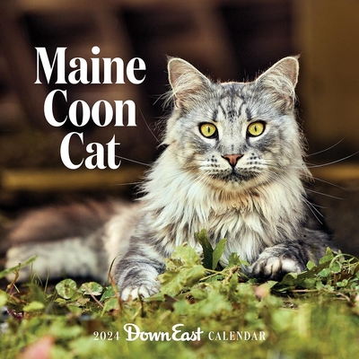 2024 Maine Coon Cat Wall Calendar (Calendar) - Down East Magazine