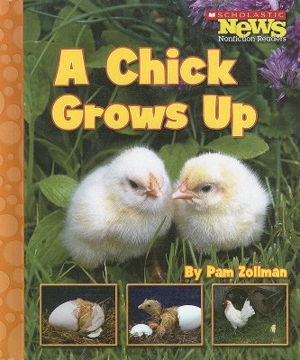 A Chick Grows Up - Zollman, Pam