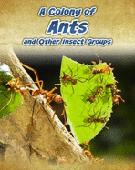A Colony of Ants: and Other Insect Groups - Claybourne, Anna