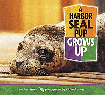 A Harbor Seal Pup Grows Up - Hewett, Joan, and Hewett, Richard (Photographer)