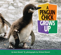 A Penguin Chick Grows Up - Hewett, Joan