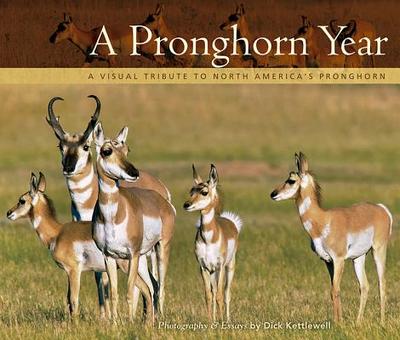 A Pronghorn Year: A Visual Tribute to North America's Pronghorn - Kettlewell, Dick (Photographer)