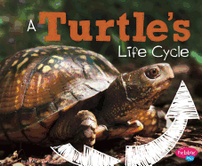 A Turtle's Life Cycle