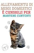 Allevamentu di Misgi Domestici ? Cunsiglii per Mantene Cuntenti