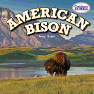 American Bison