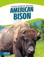 American Bison