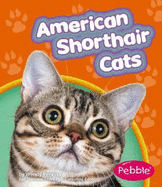 American Shorthair Cats - Perkins, Wendy