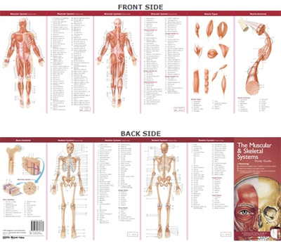 Anatomical Chart Company's Illustrated Pocket Anatomy: The Muscular & Skeletal Systems Study Guide - Anatomical Chart Company (Prepared for publication by)