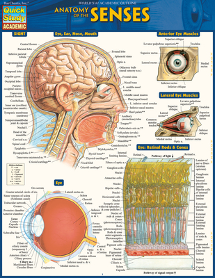 Anatomy of the Senses: Quickstudy Laminated Reference Guide - Barcharts Inc