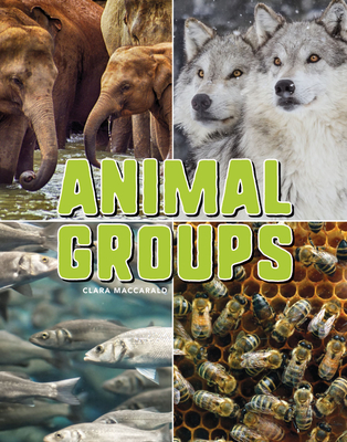 Animal Groups - Maccarald, Clara