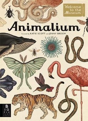 Animalium - Broom, Jenny