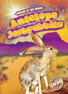 Antelope Jackrabbits