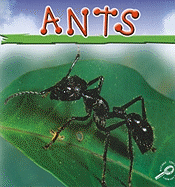 Ants