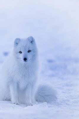 Arctic Fox: The Arctic Fox Has a Round Body Shape, Short Nose and Legs ...