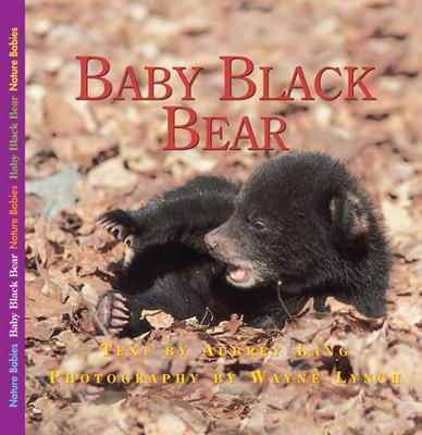 Baby Black Bear - Lang, Aubrey, and Lynch, Wayne, Dr. (Photographer)