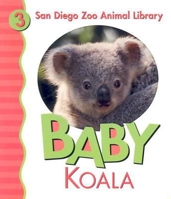 Baby Koala - San Diego Zoo