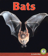 Bats