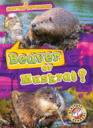 Beaver or Muskrat?
