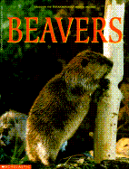 Beavers