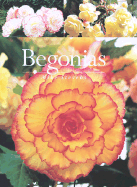 Begonias - Stevens, Mike