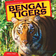 Bengal Tigers