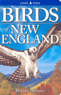Birds of New England