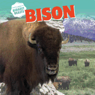 Bison