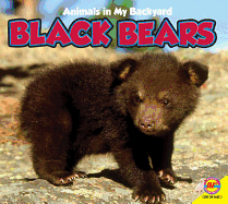Black Bears with Code