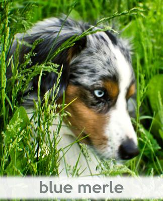 Blue Merle: A Gift Journal for People who Love Dogs: Blue Merle Puppy Edition - Baldwin, M L, and Todayspetpublishing