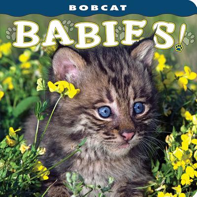 Bobcat Babies! - Husar, Lisa (Photographer), and Husar, Mike (Photographer)