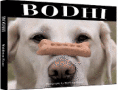Bodhi: The All American Lodge Dog