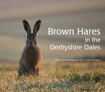 Brown Hares in the Derbyshire Dales