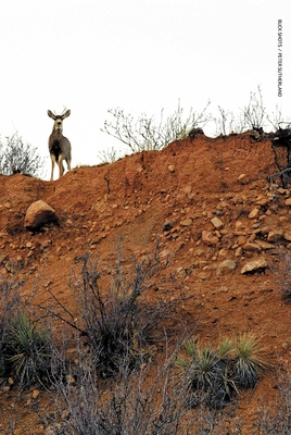 Buck Shots - Sutherland, Peter, and Rinder, Larry (Contributions by)