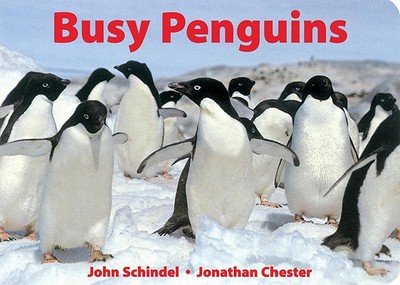 Busy Penguins - Schindel, John, and Chester, Jonathan (Photographer)