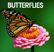 Butterflies