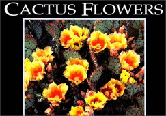 Cactus Flowers Postcard Book