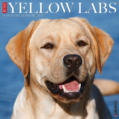 CAL 25 YELLOW LABS 2025 WALL - WALL