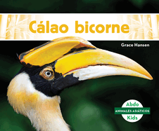 Calao Bicorne (Great Hornbills)